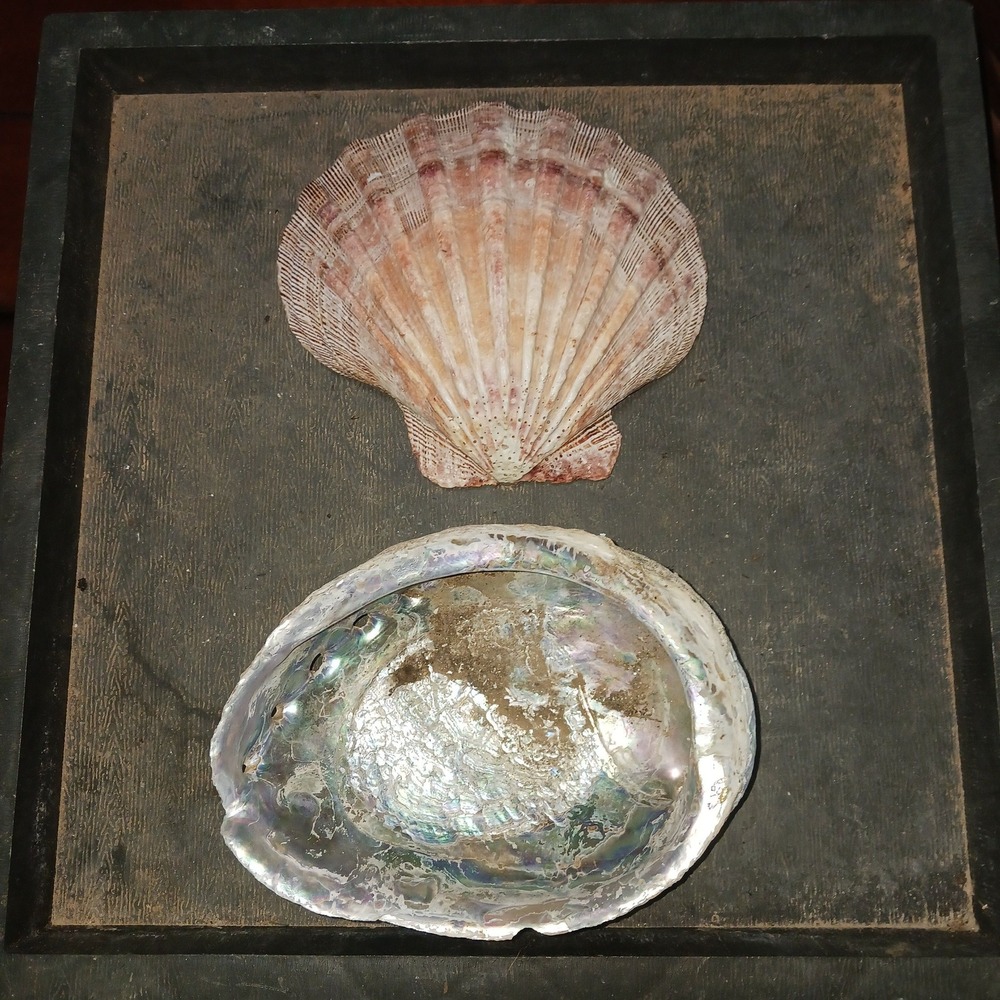 Large Abalone Shell and Scallop Seashell Set Natural Smudge Bowl Craft Supplies